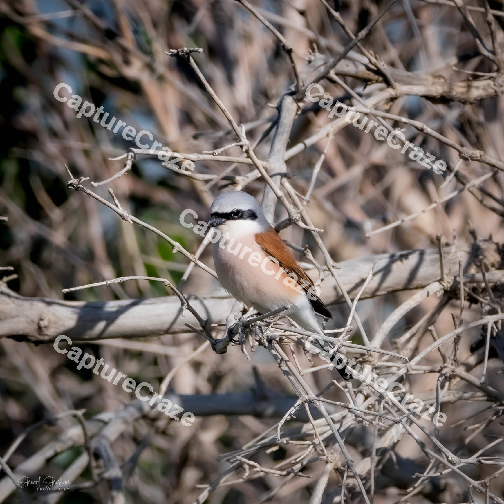 Red-backed Shrike bird